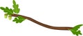 Abstract cartoon oak branch with green foliage and acorns